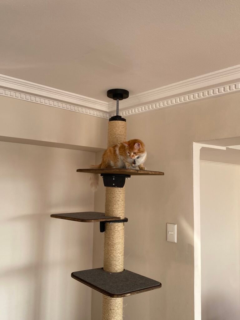 Rascadores rascacielos